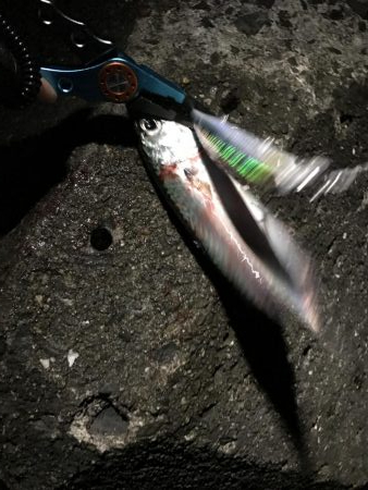 サバ君を楽しむ