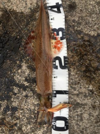 ビックリした！ぞ