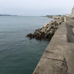 アジサビキの地合いは午後5~6時