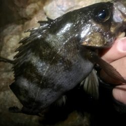 ２週間ぶりのガチンコメバリング