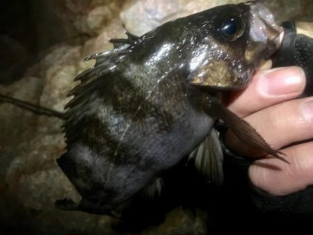 ２週間ぶりのガチンコメバリング