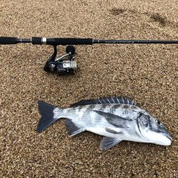 根魚狙ってたらチヌが釣れた。