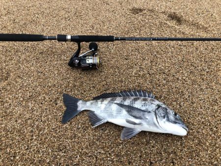 根魚狙ってたらチヌが釣れた。