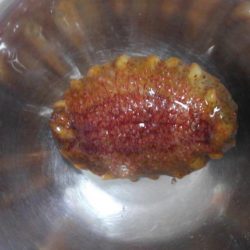 またまたゲット