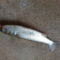 浜名湖ライトゲーム