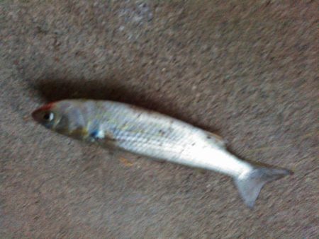 浜名湖ライトゲーム