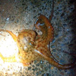 浜名湖でタコが釣れました