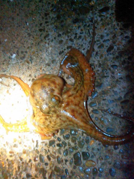 浜名湖でタコが釣れました