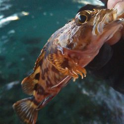 浜名湖 ライトゲーム