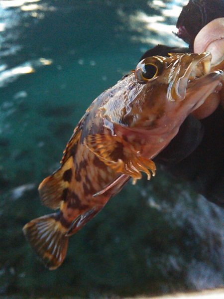 浜名湖 ライトゲーム