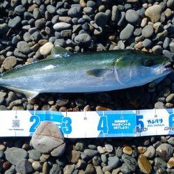 今年3回目にしてやっとボウズ逃れ!