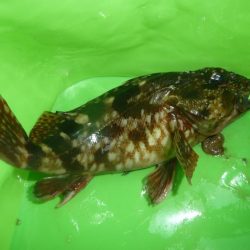 和歌山遠征も。。