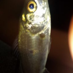 カモメ大橋ライトゲーム