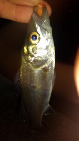 カモメ大橋ライトゲーム