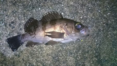 やっぱりメバルは楽しい