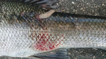 真冬のヒル付きシーバスキャッチ！