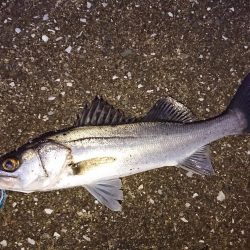 日没寸前にシーバスGET!