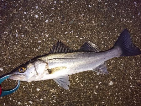 日没寸前にシーバスGET!