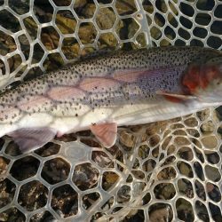 雪が舞う極寒芥川トラウトフィッシング