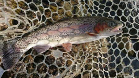 雪が舞う極寒芥川トラウトフィッシング