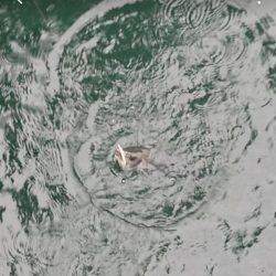 澄み潮クリアウォーター攻略