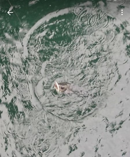 澄み潮クリアウォーター攻略