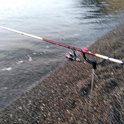 アオリイカ2杯ゲットです!!