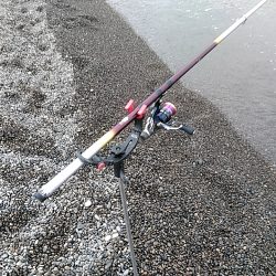 サーフでも　アオリイカゲットできます!!