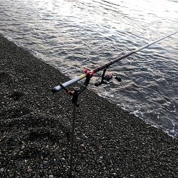 アオリイカ１杯上がりました！！