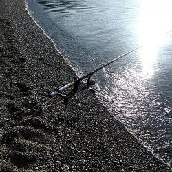 サーフでも　アオリイカゲットできました!!