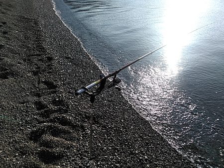 サーフでも　アオリイカゲットできました!!