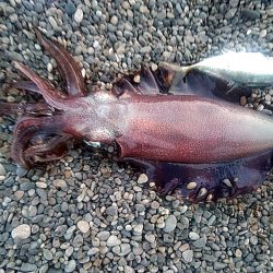 アオリイカ2杯あがりました!!