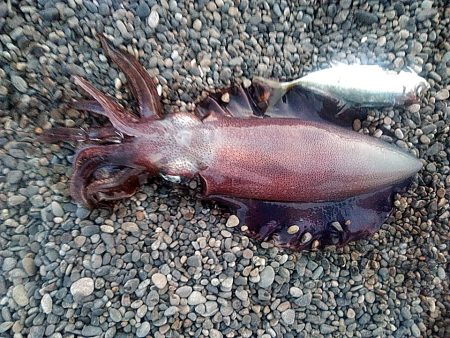 アオリイカ2杯あがりました!!