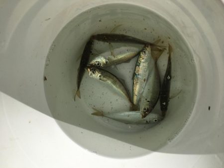 海老撒きは撃沈！