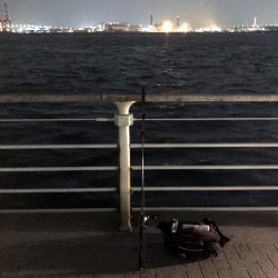 メバルプラッキング