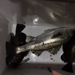 極寒の中　メバリング