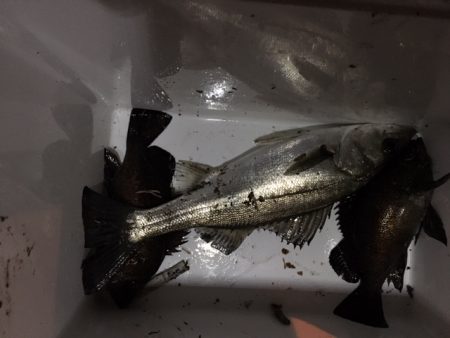 極寒の中　メバリング