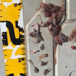 へいみつ丸 釣果