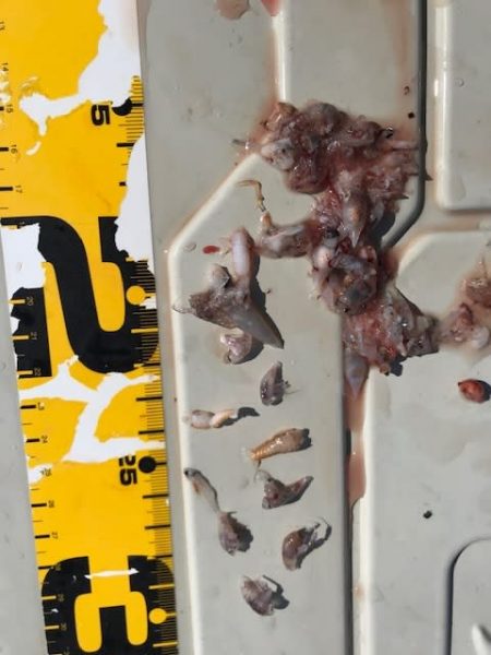 へいみつ丸 釣果