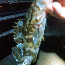 浜名湖ロックフィッシュ