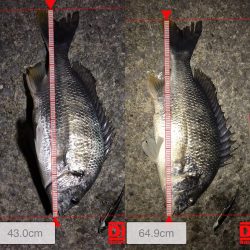 爆釣メジャーがバグってとんでもないサイズに！