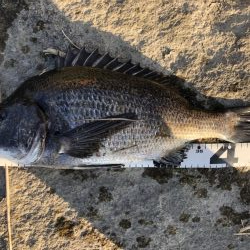 姫路港乗っ込み？