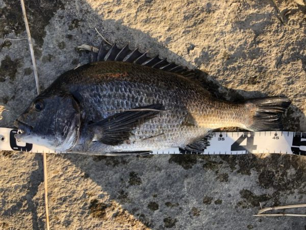 姫路港乗っ込み？