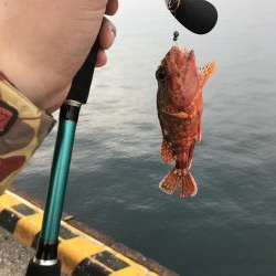天草釣行①