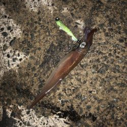 ヤリイカ自己記録更新！