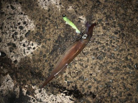 ヤリイカ自己記録更新！