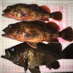 貧果から脱出です