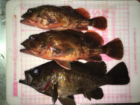 貧果から脱出です