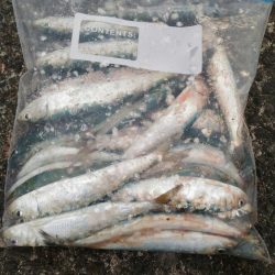 爆風の加太大波止