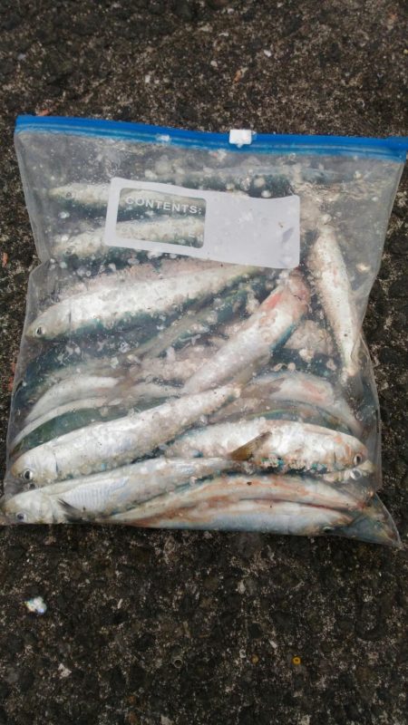 爆風の加太大波止